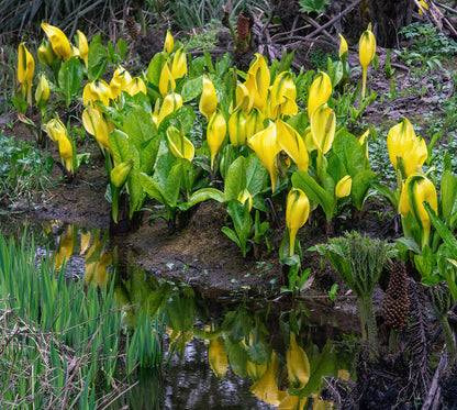 Lysichiton Americanus Kräutersamen