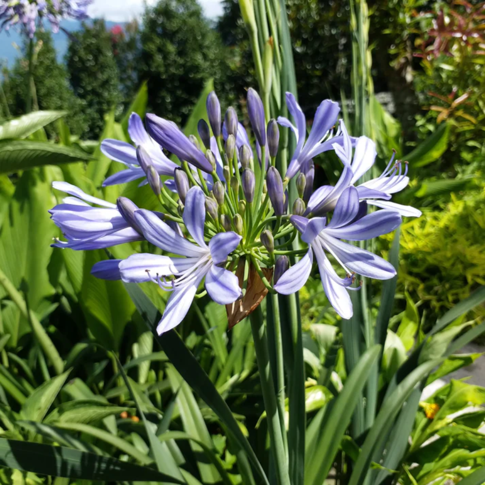Graines de fleurs Lys du Nil