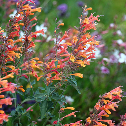 Orange Agastache Hyssop Flower Seeds