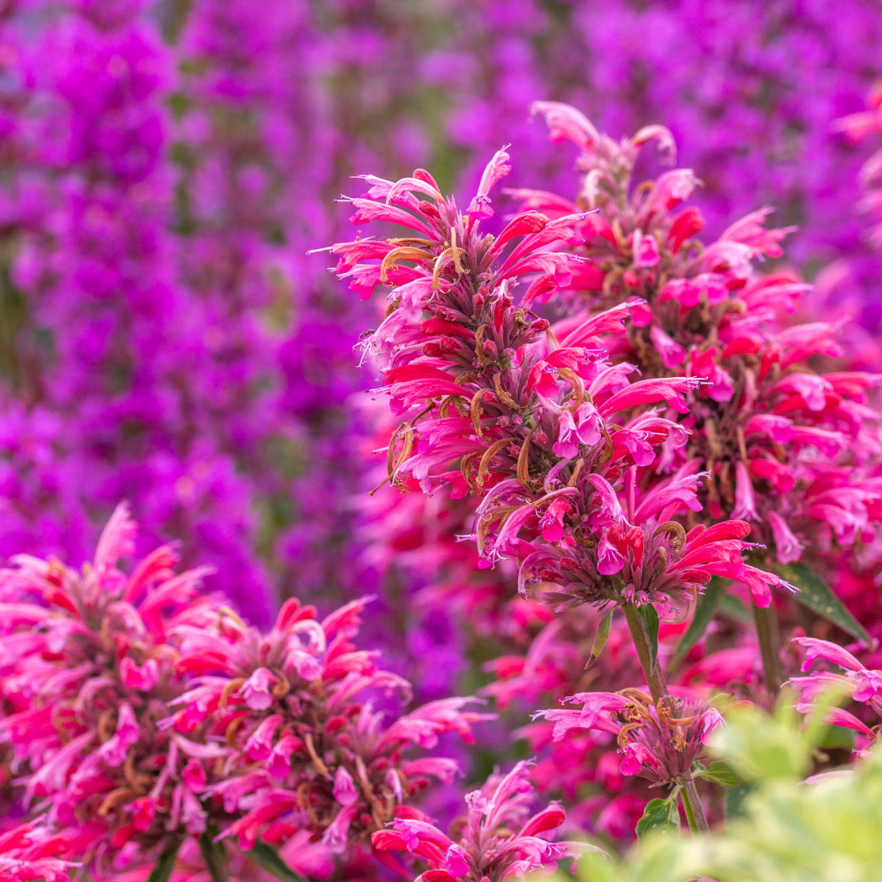 Agastache Heather Queen Flower Seeds