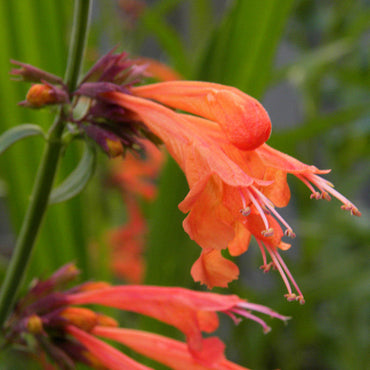 Semillas de flores de Agastache Aurantiaca
