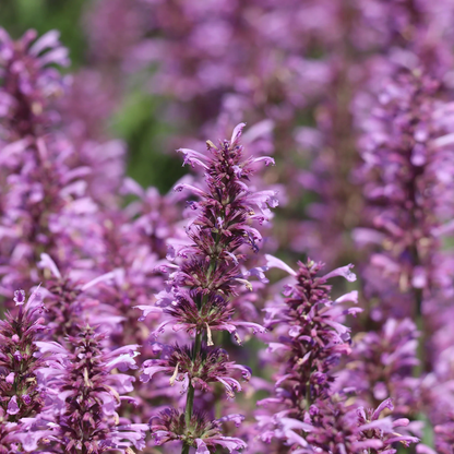 Rose Mint Agastache Flower Seeds