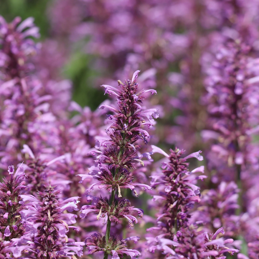 Rose Mint Agastache Flower Seeds