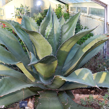 Grüne Agave Ferox Blütensamen zum Pflanzen – Sonnenliebend, Erbstück & Gentechnikfreie Samen für den Hausgarten