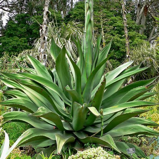 Grüne Agave Ferox Blütensamen zum Pflanzen – Sonnenliebend, Erbstück & Gentechnikfreie Samen für den Hausgarten