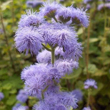 Floss Flower Seeds