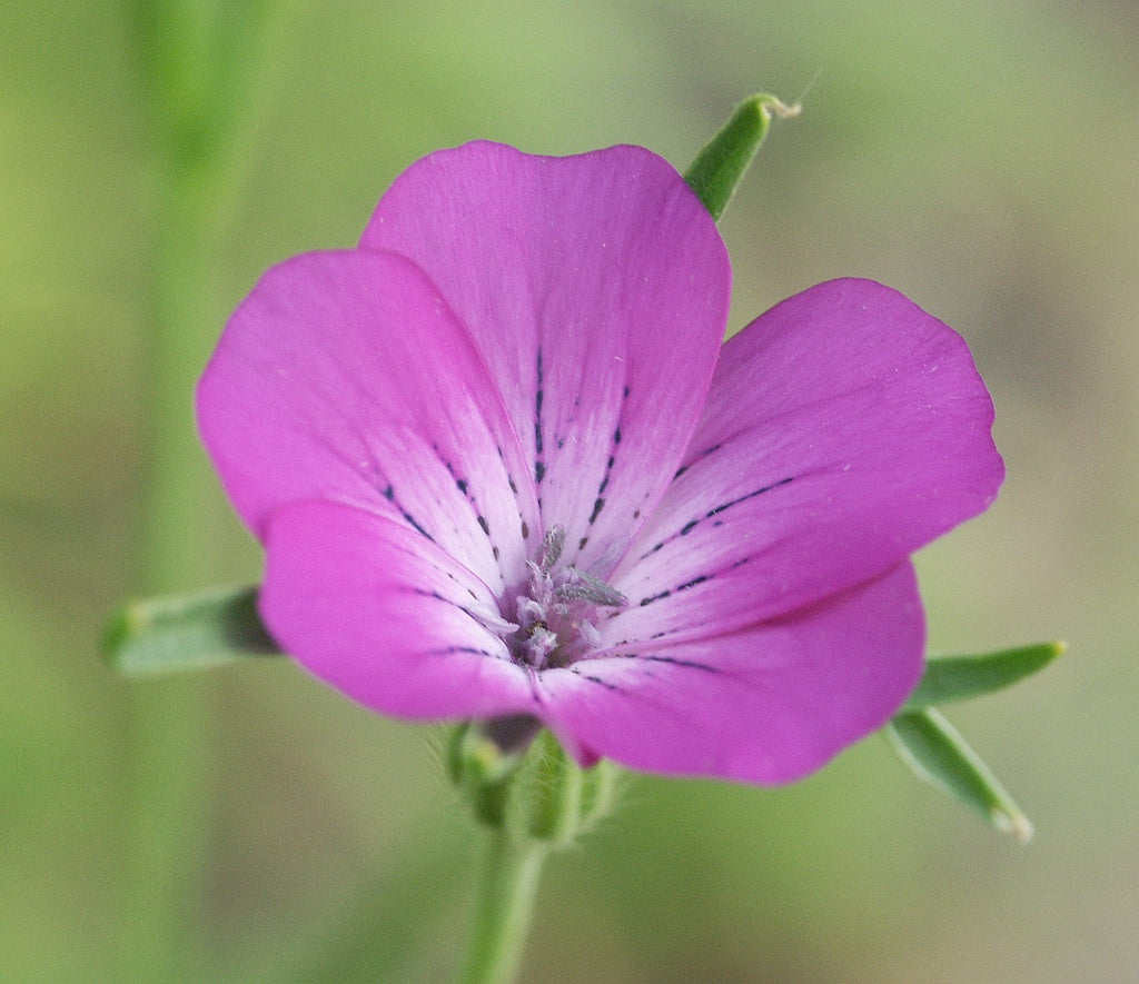 Corncockle Flower Seeds