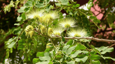 Semillas de la planta Albizia Lebbeck