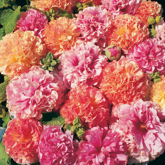 Pink-Orange Hollyhock Flower Seeds