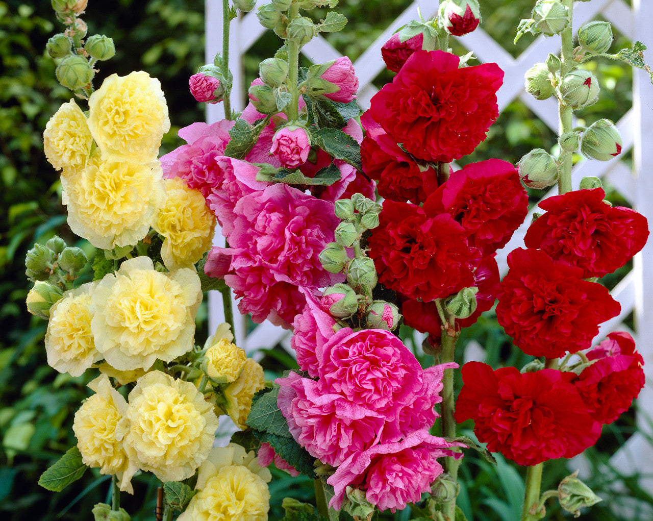 Double Red Hollyhock Flower Seeds