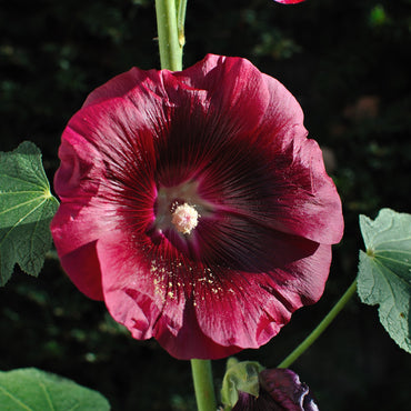 Hollyhock Alcea Rosea Flower Seeds