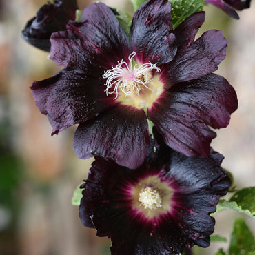 Blacknight Hollyhock Flower Seeds