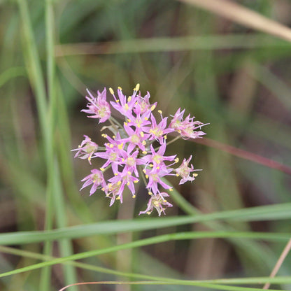 Allium Stellatum Flower Seeds