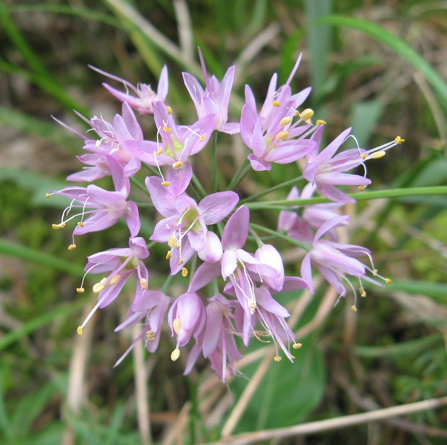 Allium Stellatum Flower Seeds