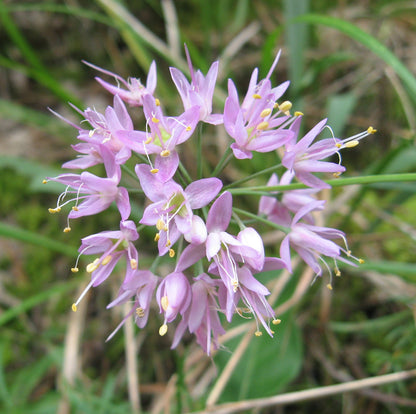 Allium Stellatum Flower Seeds