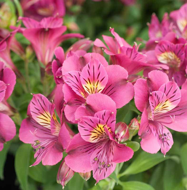 ピンクのアルストロメリアの花の種まき用 - 鮮やかな色彩、伝統種で遺伝子組み換えなしの家庭用庭園向け種子