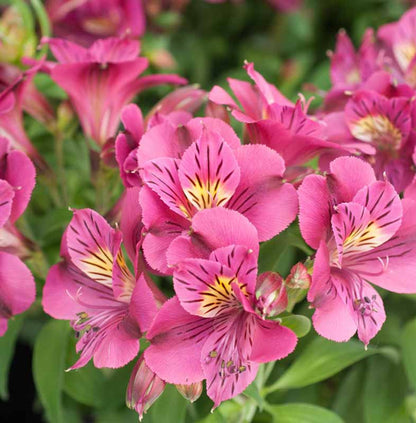 ピンクのアルストロメリアの花の種まき用 - 鮮やかな色彩、伝統種で遺伝子組み換えなしの家庭用庭園向け種子