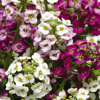 Sweet Alyssum Flower Seeds
