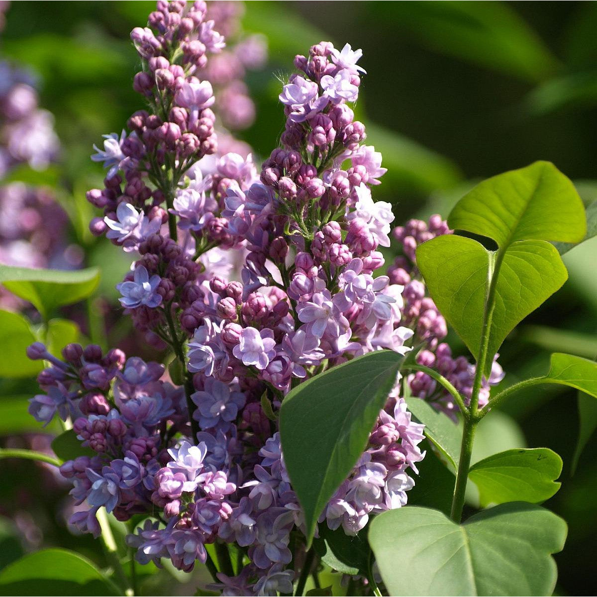 Fliederblumensamen