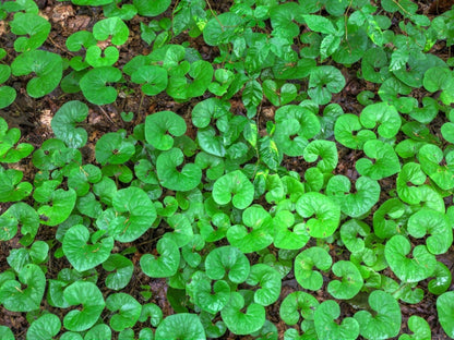 Canadian Wild Ginger Herb Seeds