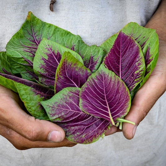 Amaranthus Dubius (Smooth Amaranth) Seeds - Nutritious Edible Green Plant