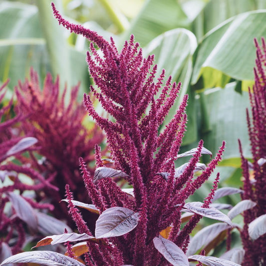 Semi di pianta di amaranto viola