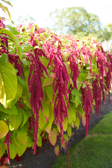 Amaranthus Caudatus (Love-Lies-Bleeding) Seeds - Elegant Red Cascading Flower Plant