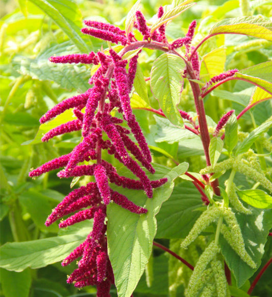 Amaranthus Caudatus (Love-Lies-Bleeding) Seeds - Elegant Red Cascading Flower Plant