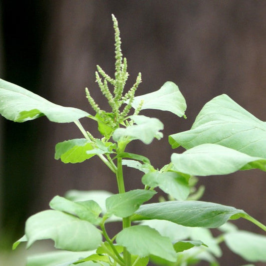 Amaranthus Oleraceus (Edible Green Amaranth) Seeds - Nutrient-Packed Leafy Green for Cooking
