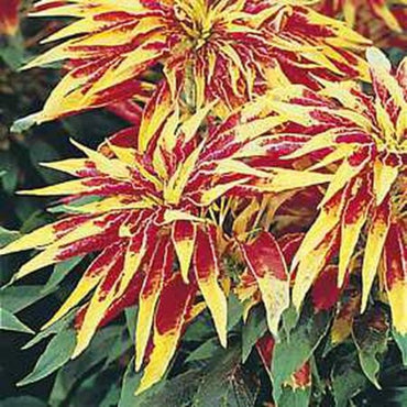 Amaranthus Perfecta (Rainbow Amaranth) Seeds - Colorful Multi-Hued Flowering Plant for Your Garden