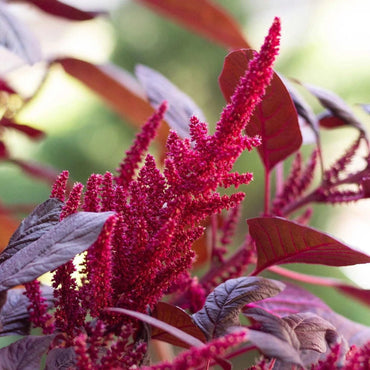 Semillas de flores de Amaranthus cruentus