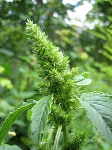 Amaranthus Retroflexus (Pigweed Amaranth) Seeds - Hardy & Nutrient-Rich Plant