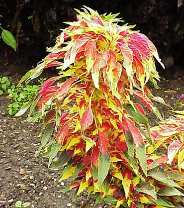 Amaranthus Tricolor (Joseph's Coat) Seeds - Vibrant Multi-Colored Ornamental Plant
