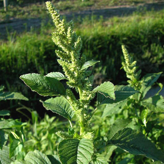 Amaranthus Retroflexus (Pigweed Amaranth) Seeds - Hardy & Nutrient-Rich Plant