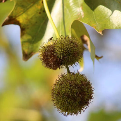 plant sycamore seeds American Sycamore (Platanus occidentalis) Tree Seeds – Heirloom, Non-G – Pure Asia Seeds