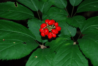 Amerikanische Ginseng-Kräutersamen