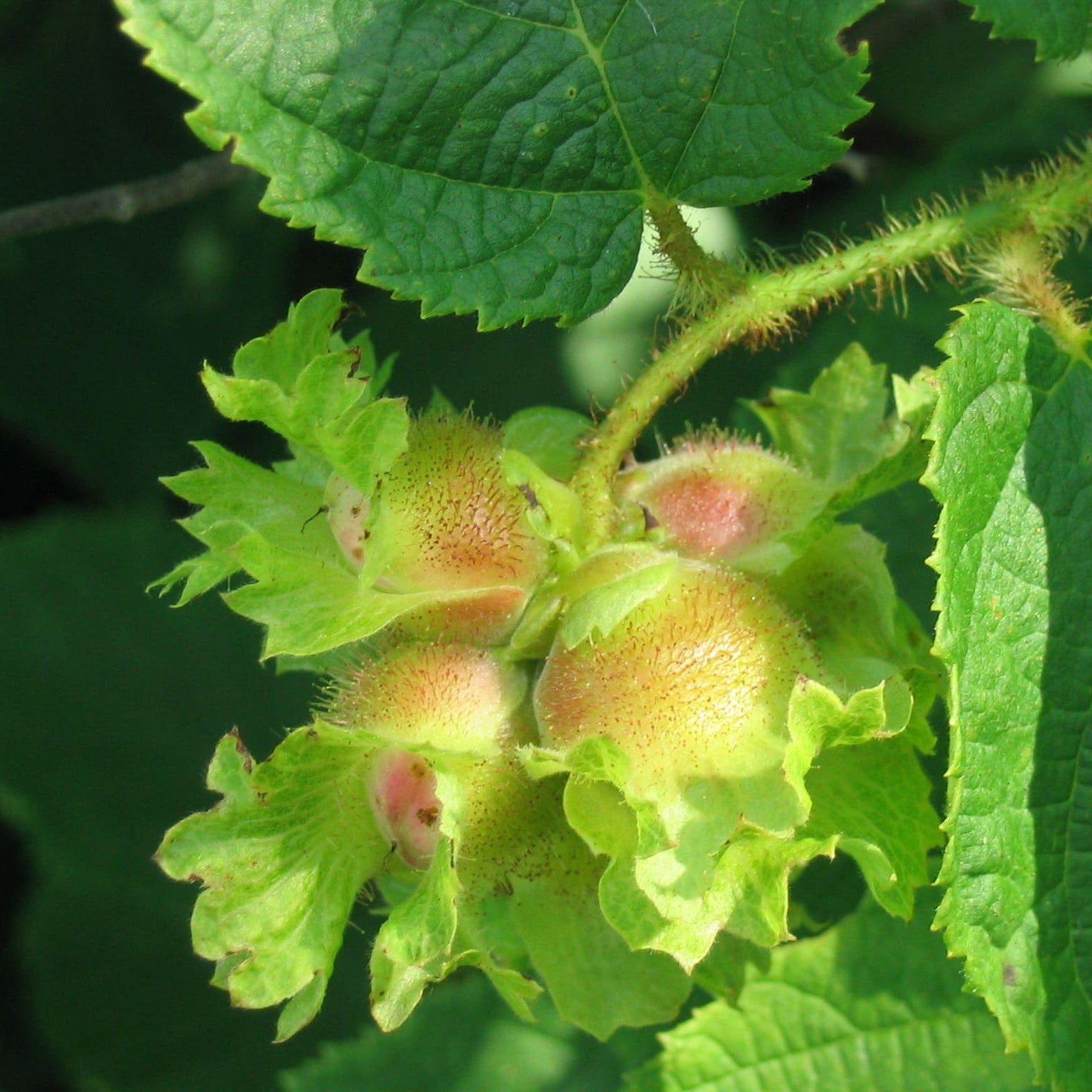 plant hazelnut tree from seed American Hazelnut Tree (Filbert) Seeds for Planting – Heirloom, Non-GM – Pure Asia Seeds