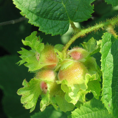 American Hazelnut Tree (Filbert) Seeds