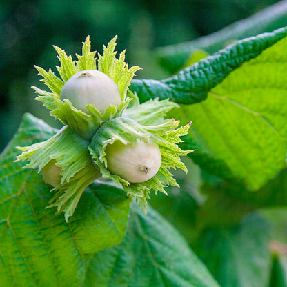 American Hazelnut Tree (Filbert) Seeds