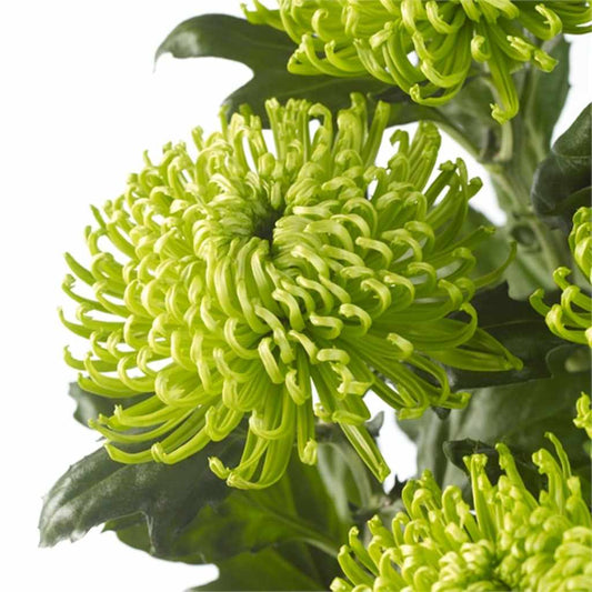 Green Spider Chrysanthemum Flower Seeds