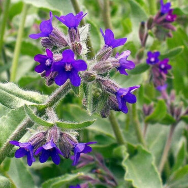 Semi di Erba di Anchusa Officinalis