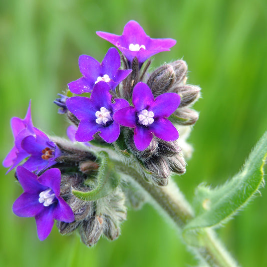 Semi di Erba di Anchusa Officinalis