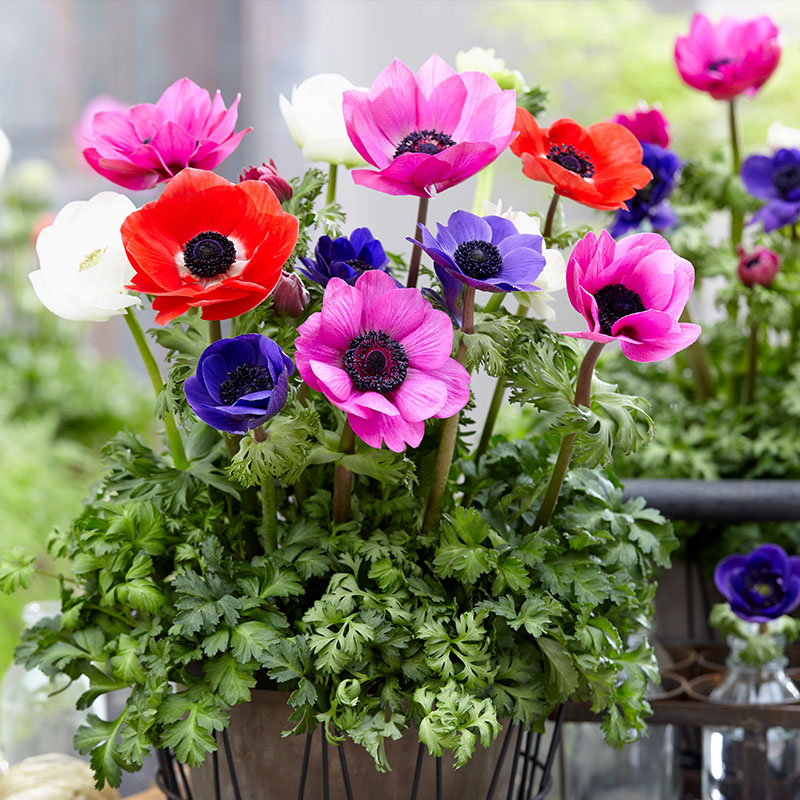Anemone Flower seeds for Planting - Easy to Grow, Heirloom & GMO Free Seeds for Home Garden
 
 Sale for planting in home garden