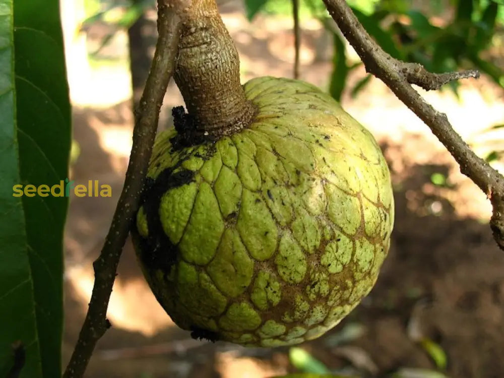 Annona Reticulata Seeds For Planting heirloom non-gmo organic garden seeds