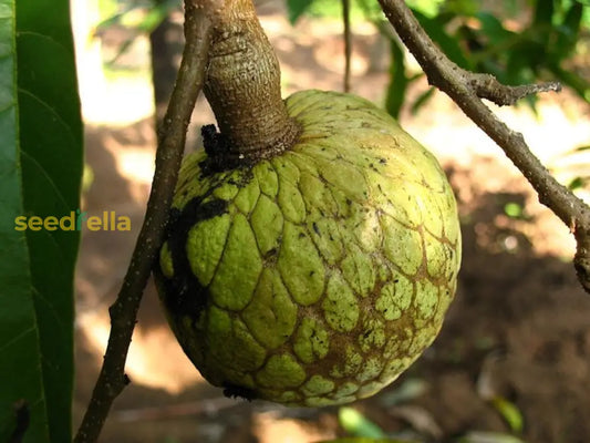 Annona Reticulata Seeds For Planting heirloom non-gmo organic garden seeds