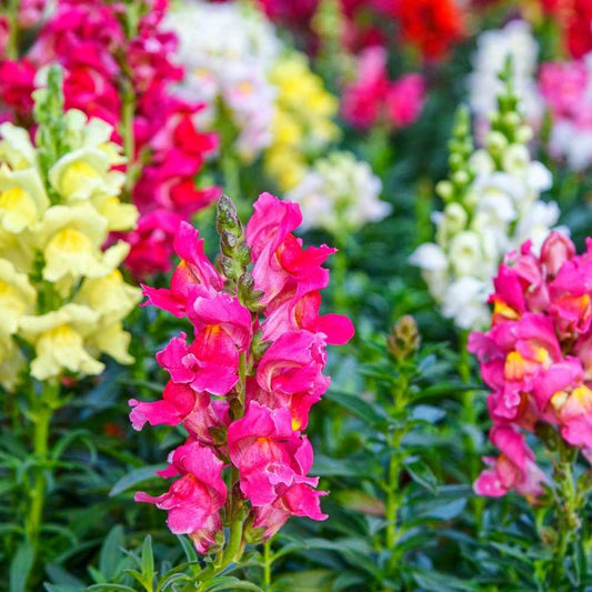 Antirrhinum Flower seeds for Planting Bright Blooms Heirloom & GMO Free Seeds for Home Garden