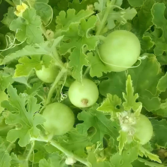 Semi di verdura Tinda Gourd