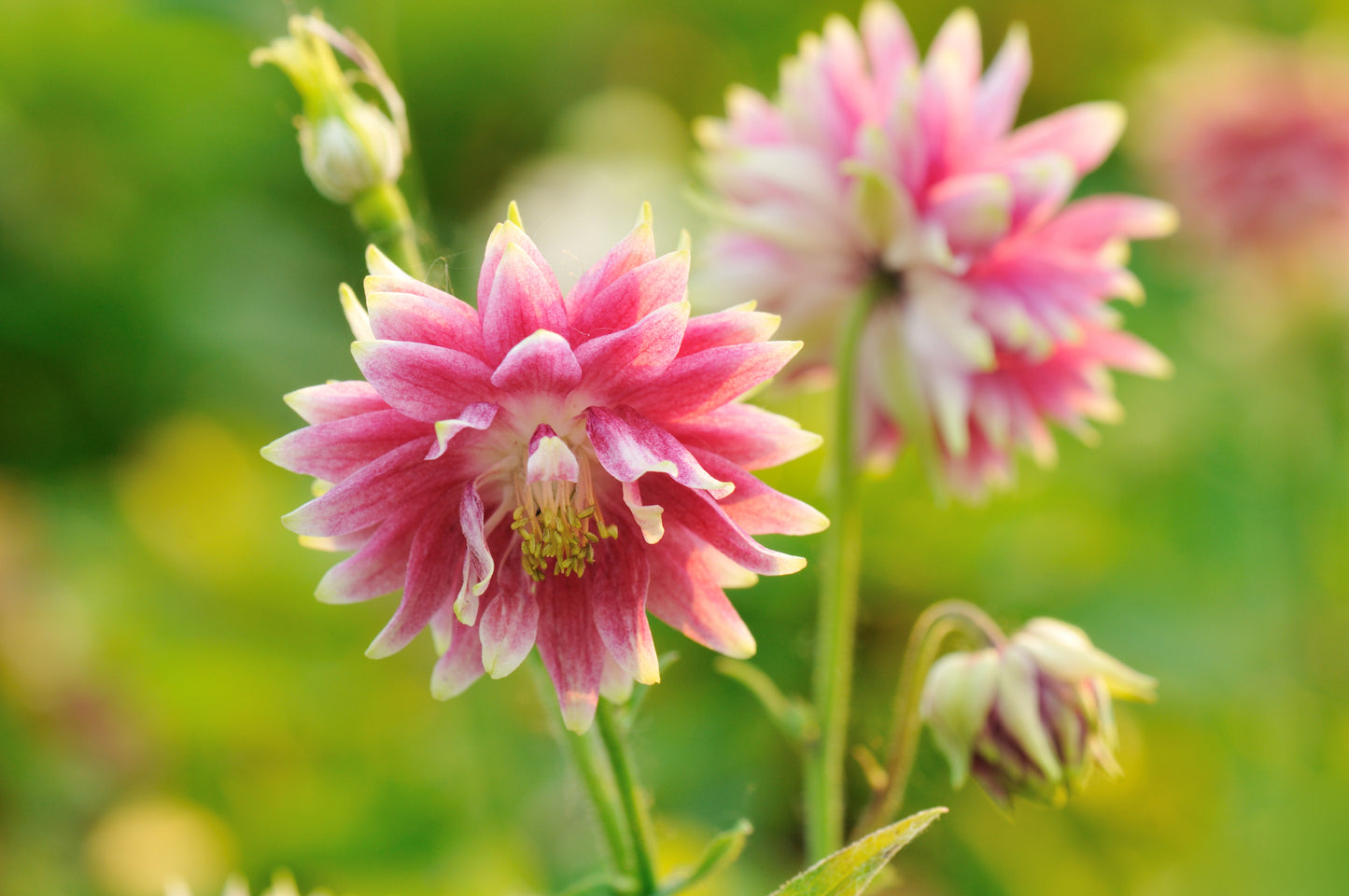 Aquilegia Vulgaris  Flower Seeds