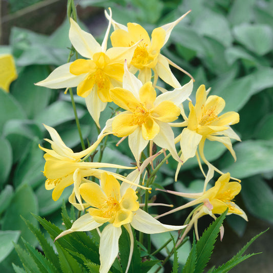 Yellow Aquilegia Viridiflora Flower Seeds