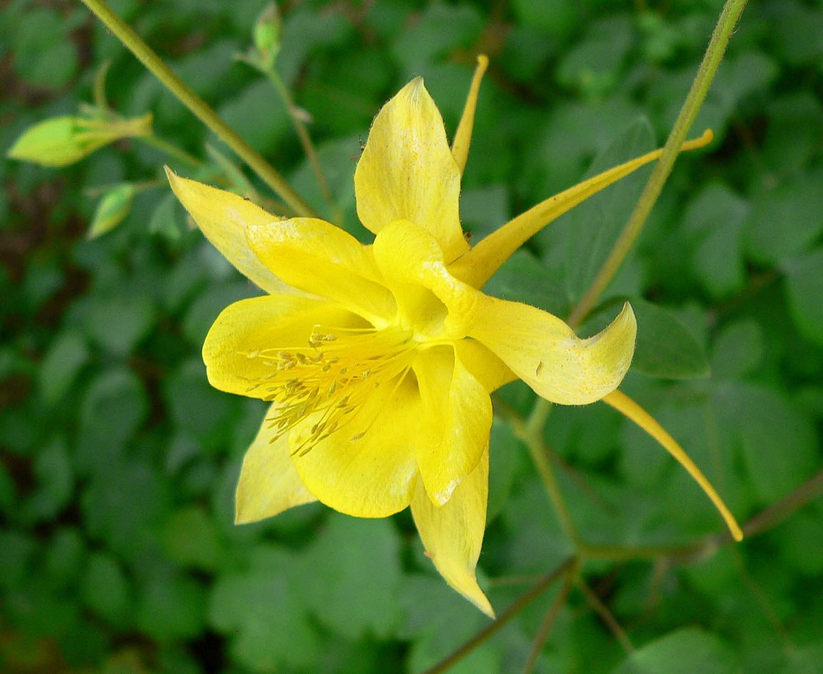 Golden (Golden Columbine) seeds for planting in home garden